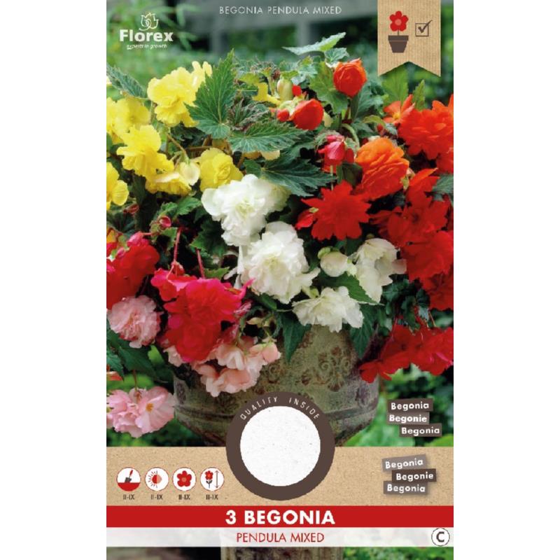 Begonia Pendula Mix 3pcs.