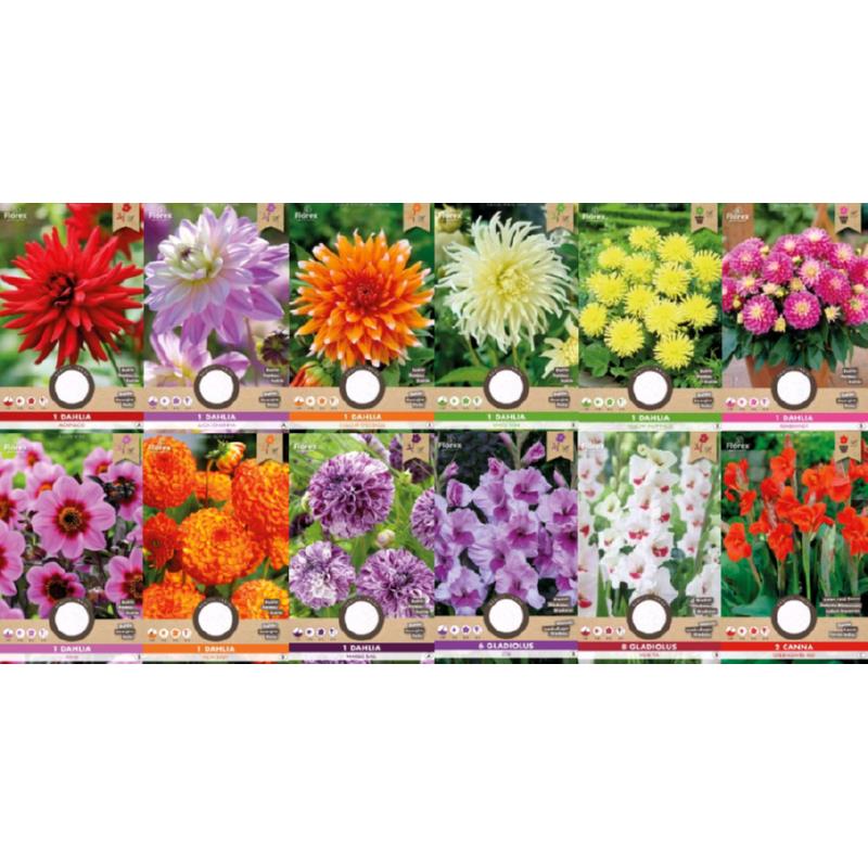 Profit Bulb collectie 36 x 5 Voorjaarsbollen