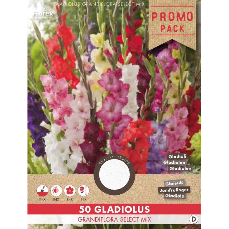 Gladiolus Large Flowered mix 50pcs.