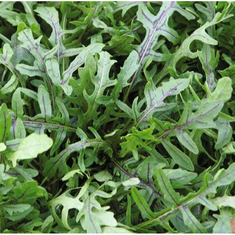 Oranjeband® Wild Rocket- Dragon's Tongue