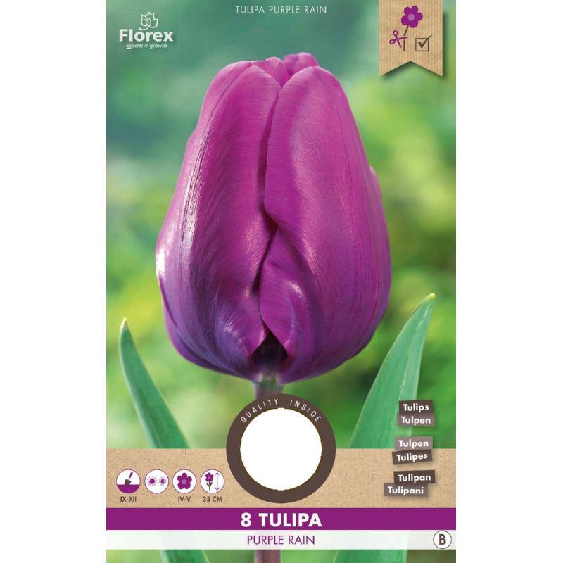 Tulip Triumph Purple Rain 11/12  8pcs.