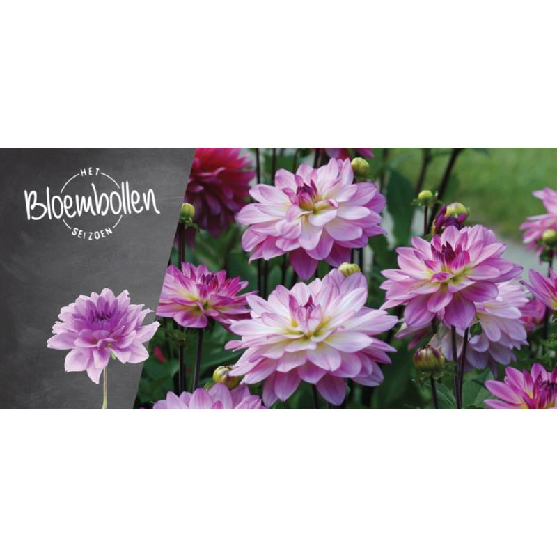 Kopkaart Pure Bloembollen Voorjaar 60x25