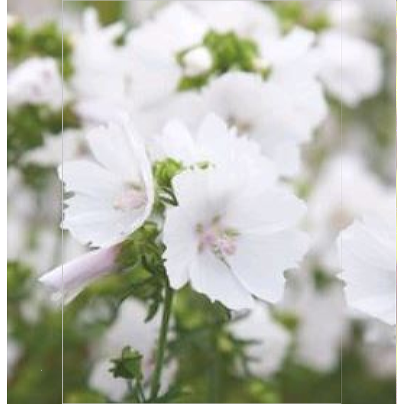 Buzzy® Malva, Muskuskaasjeskruid Alba wit
