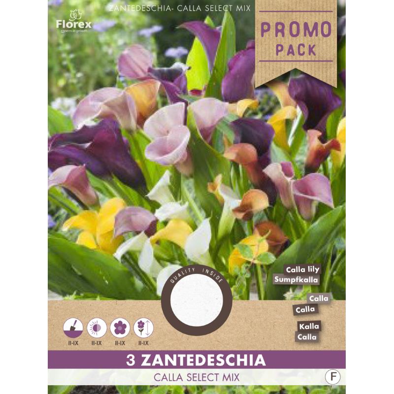 Calla Zanthedeschia Select mix 3st.