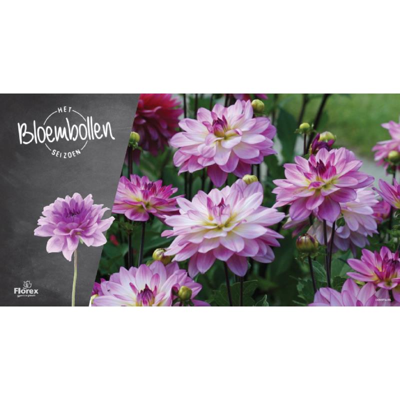 Kopkaart Pure Bloembollen Voorjaar 94.5x38.5