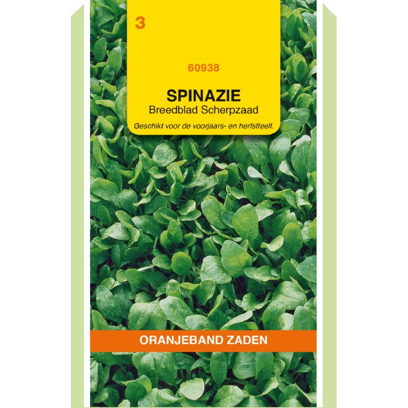 Oranjeband® Spinach Breedblad prickly seeded, 50