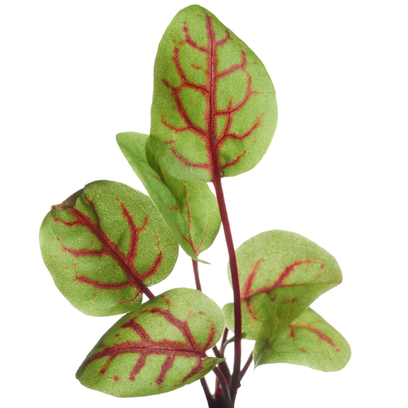 Buzzy® Microgreens, Sorrel Red-Veined