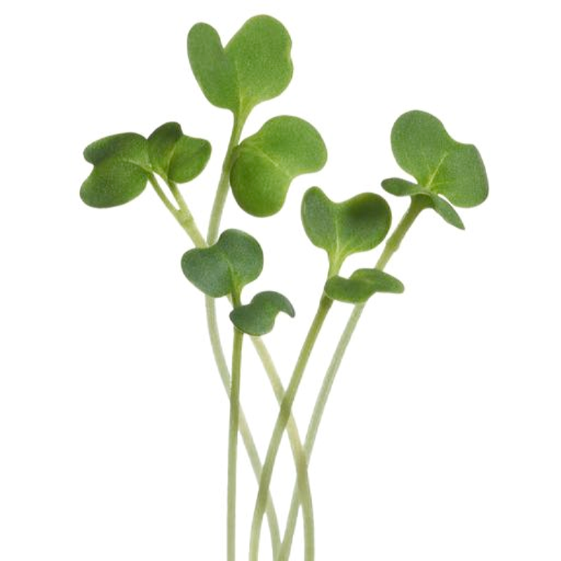 Buzzy® Microgreens, Curly kale Westland Autumn