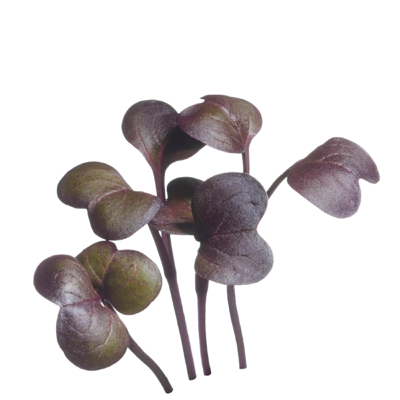 Buzzy® Microgreens, Radish Daikon Red