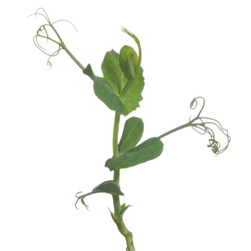 Buzzy® Microgreens, Sprouting Peashoots