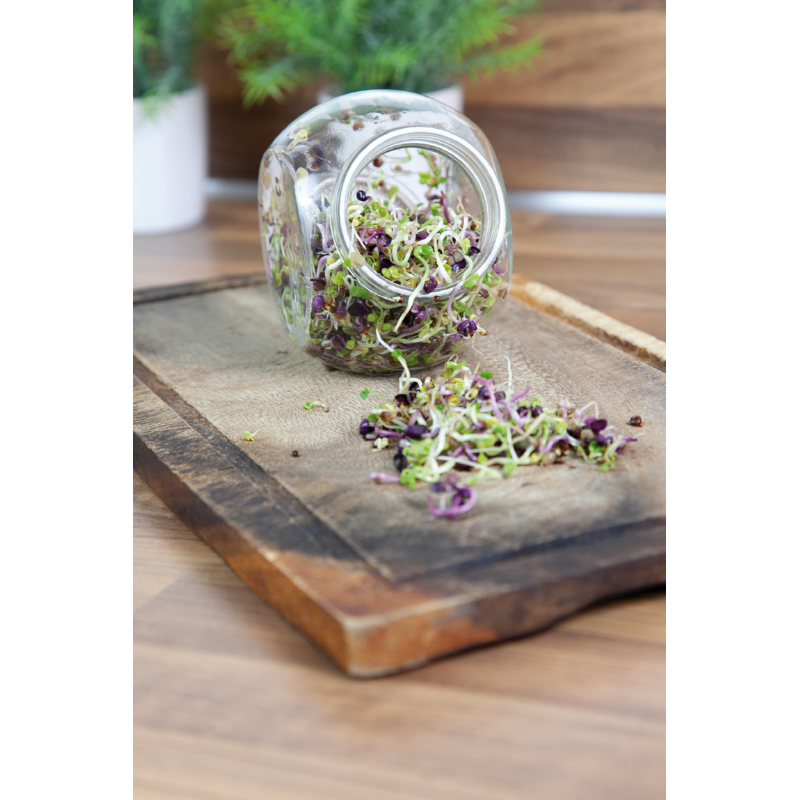 Buzzy® Organic Keimsprossen Keimglas Scharfe Mischung