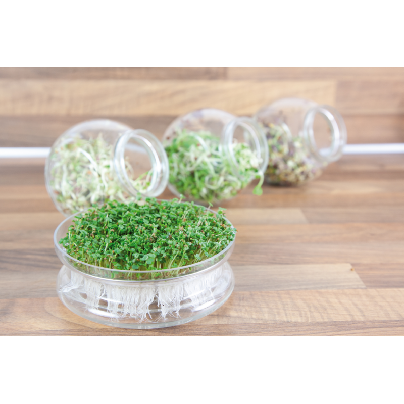 Buzzy® Organic Keimsprossen Keimglas Salatmischung