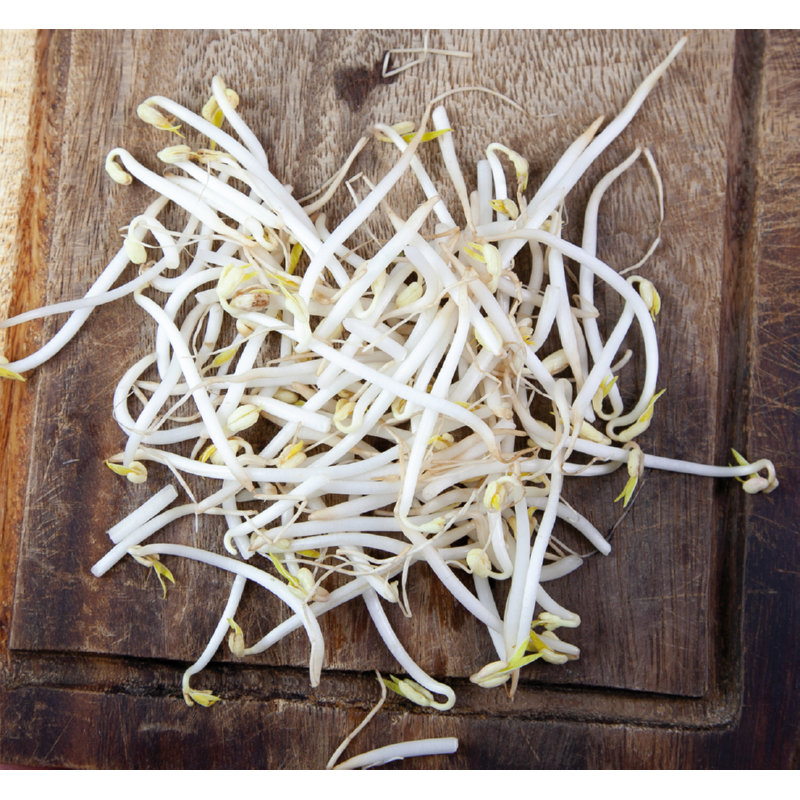 Buzzy® Organic Sprouting pot Tauge  BIO