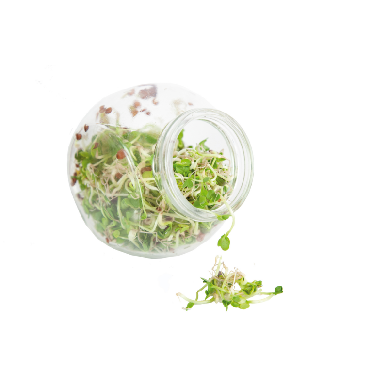 Buzzy® Organic Keimsprossen Keimglas Daikon
