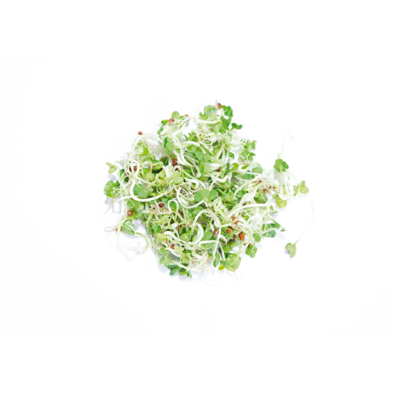 Buzzy® Organic Keimsprossen Keimglas Daikon