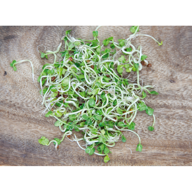 Buzzy® Organic Keimsprossen Keimglas Daikon