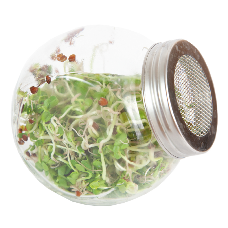 Buzzy® Organic Keimsprossen Keimglas Daikon