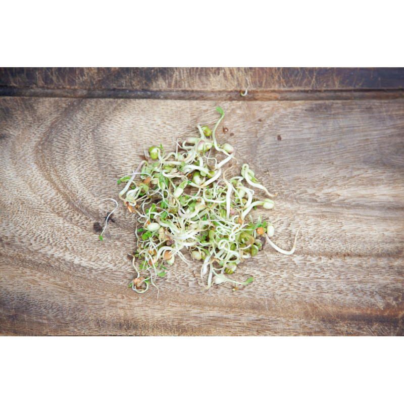 Buzzy® Organic Keimsprossen Keimglas Salatmischung