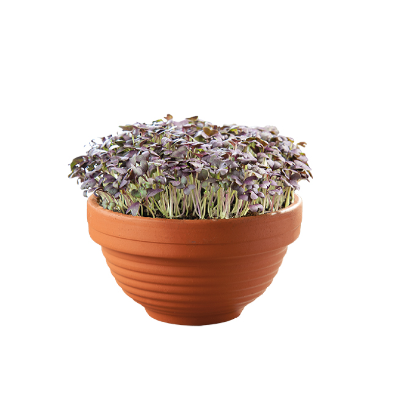 Buzzy® Microgreens terracotta dish Rode mizuna