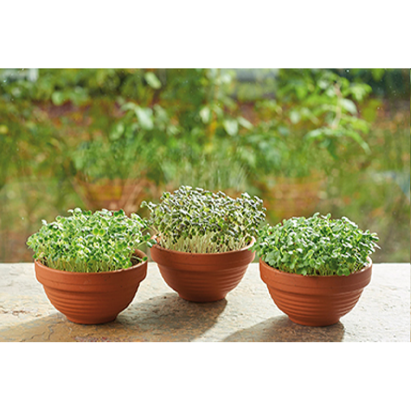 Buzzy® Microgreens terracotta dish Rode mizuna