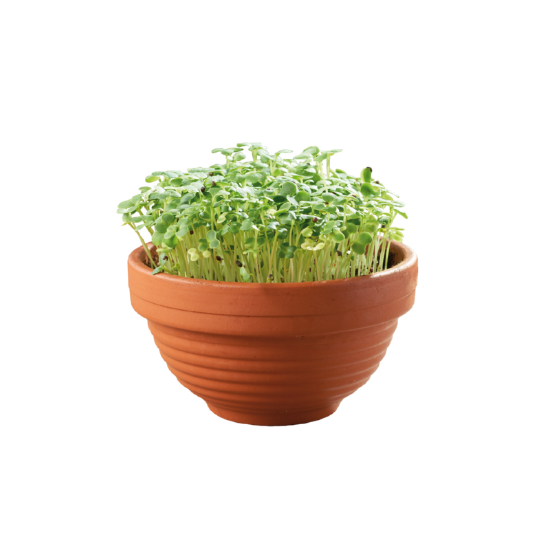 Buzzy® Microgreens Terracotta Dish Tatsoi