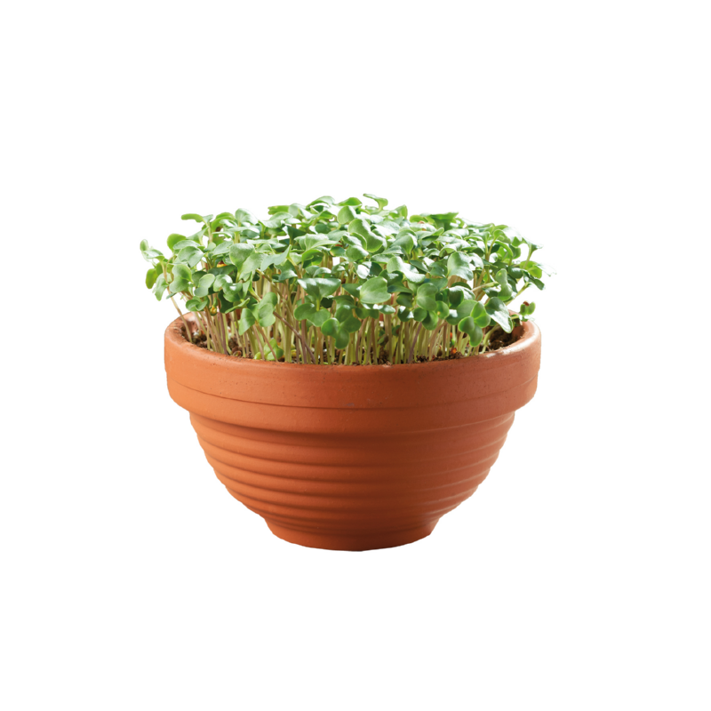 Buzzy® Microgreens Terracotta dish Borecole