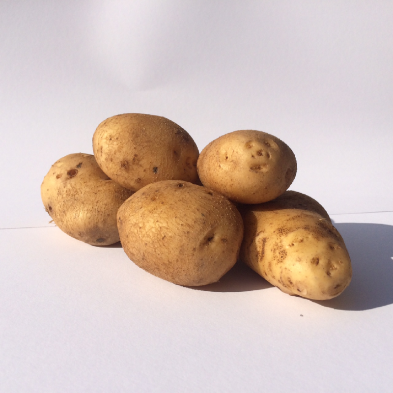Seed Potatoes Obama 1 Kg