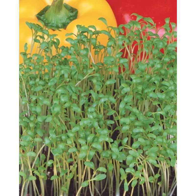 Tuinkers, Gewone 500g