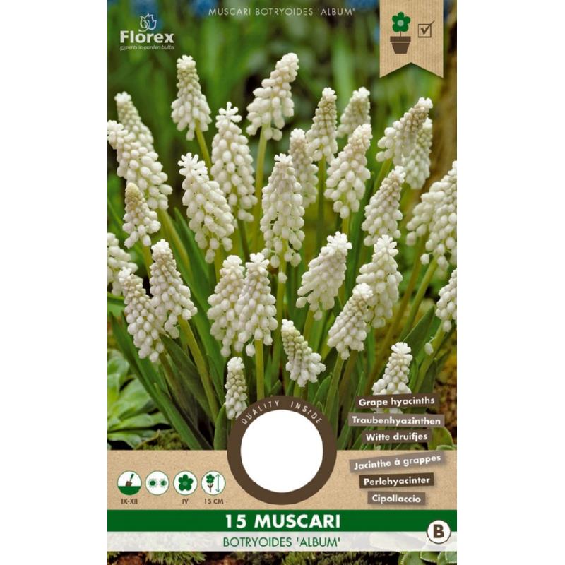 Muscari Botryoides Album  5/6 15pcs.