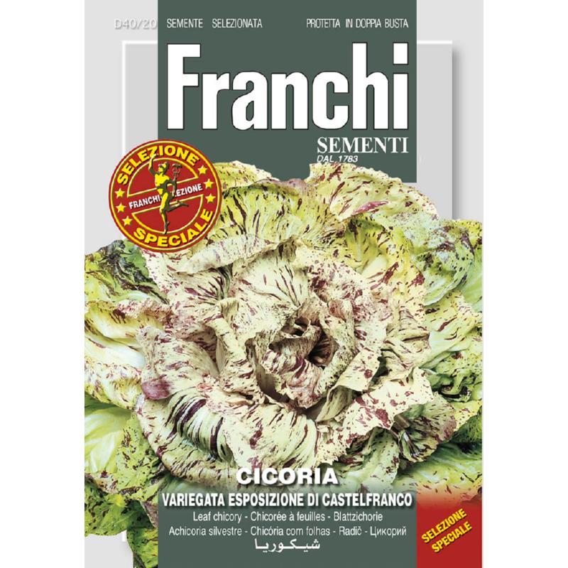 Fr Cichory, Cicoria var esp Castelfranco 40/20