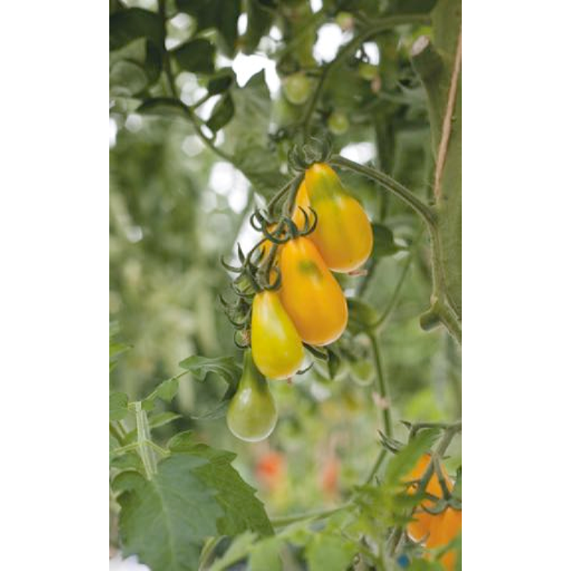 HT Tomaten Yellow Pearshaped