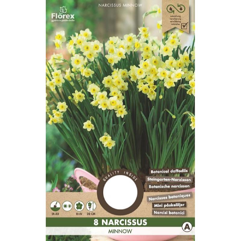 Narcissus Botanical Minnow 10/11 8pcs.