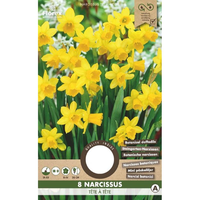 Narcissus Botanical Tete a Tete 10/11 8pcs.