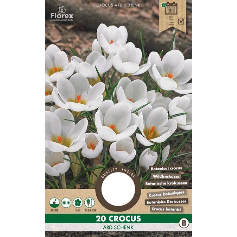Crocus Botanisch Ard Schenk 5/7 20st.