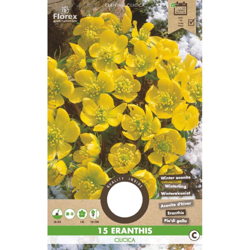 Eranthis Cilicica 3.5/4 15pcs.