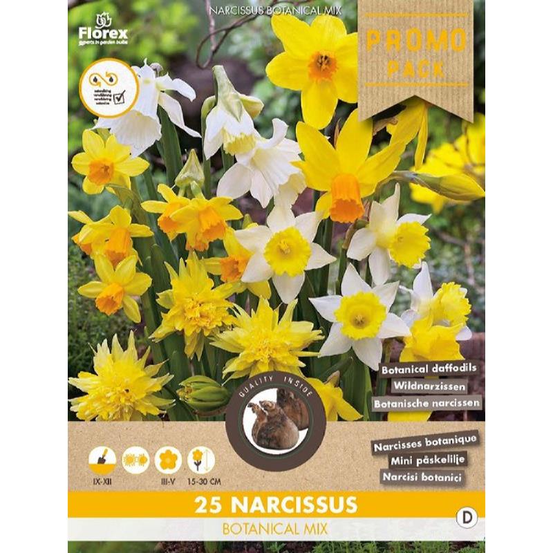 Grootverpakking Botanische Narcis mix 10/12 25st.