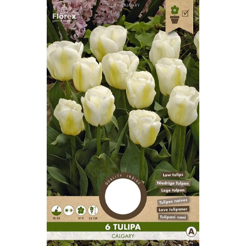 Tulip Triumph Calgary 11/12 6pcs.