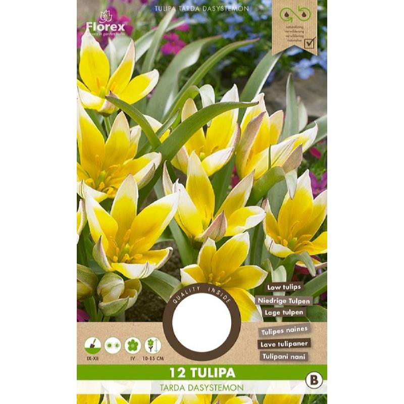 Tulip Tarda Dasystemon 6/7 12pcs.