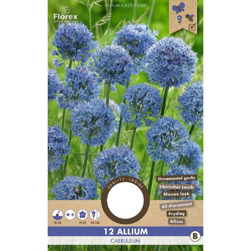 Allium Caeruleum 5/6 12pcs.
