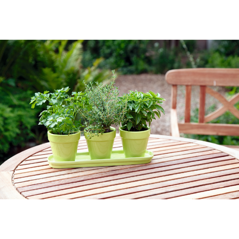 Buzzy® Aromatiques en pots Vert