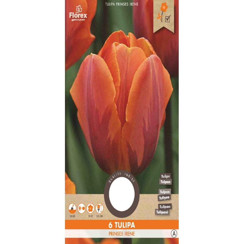 Tulp Prinses Irene 11/12 6st.