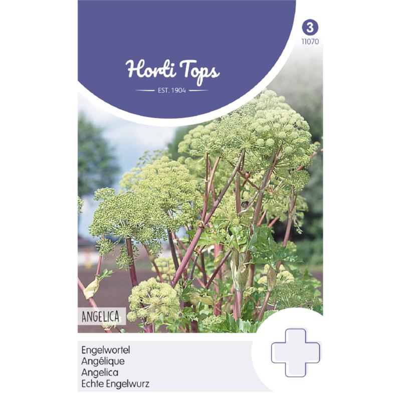 Horti Tops® Angelica Archangelica (Angelica)