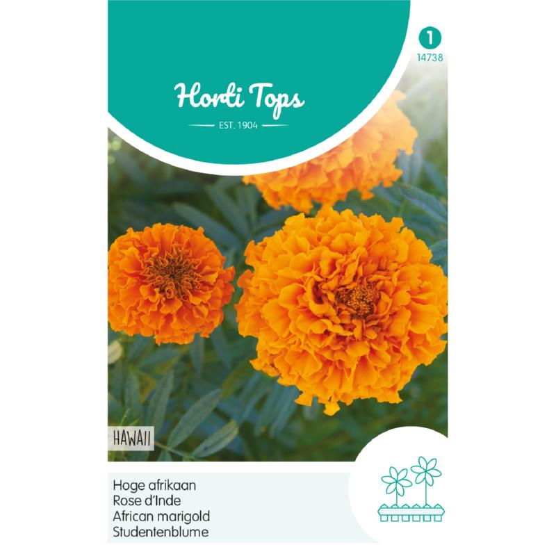 Horti Tops® Tagetes Erecta Tall Double Hawaii Orange