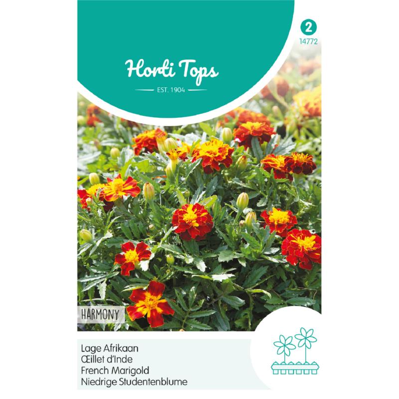 HT Tagetes, lage Afrikaan Petite Harmony
