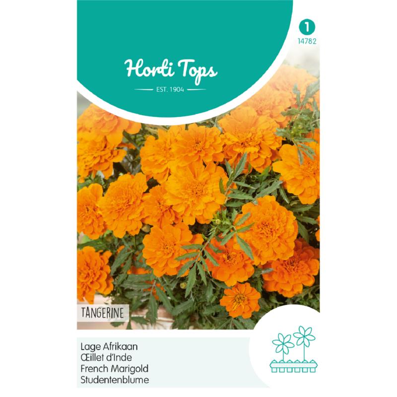 HT Tagetes, lage Afrikaan Tangerine