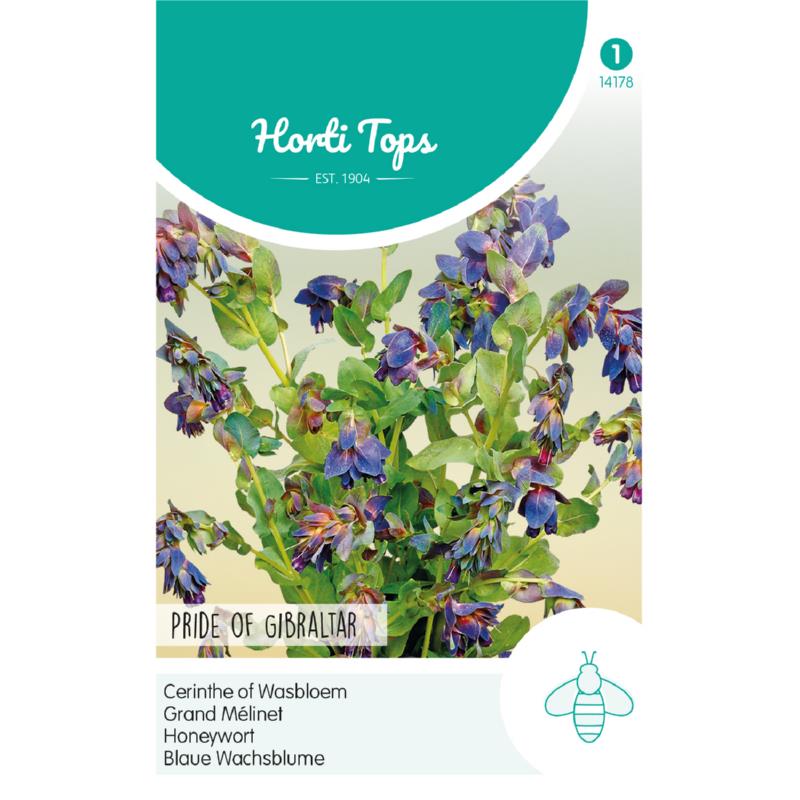 Horti Tops® Cerinthe Major Atropupurenscens