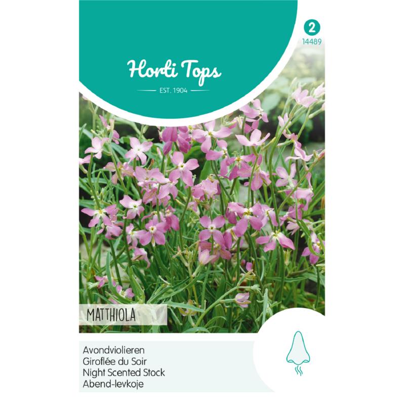 Horti Tops® Matthiola, Evening scented stock, pink