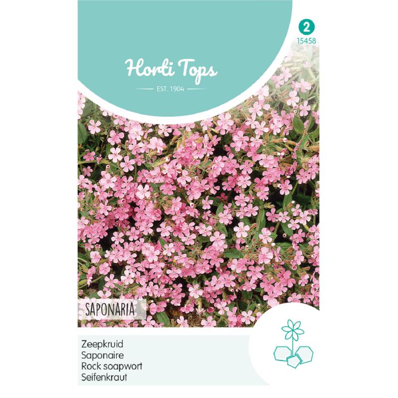 HT Saponaria, Zeepkruid Rose