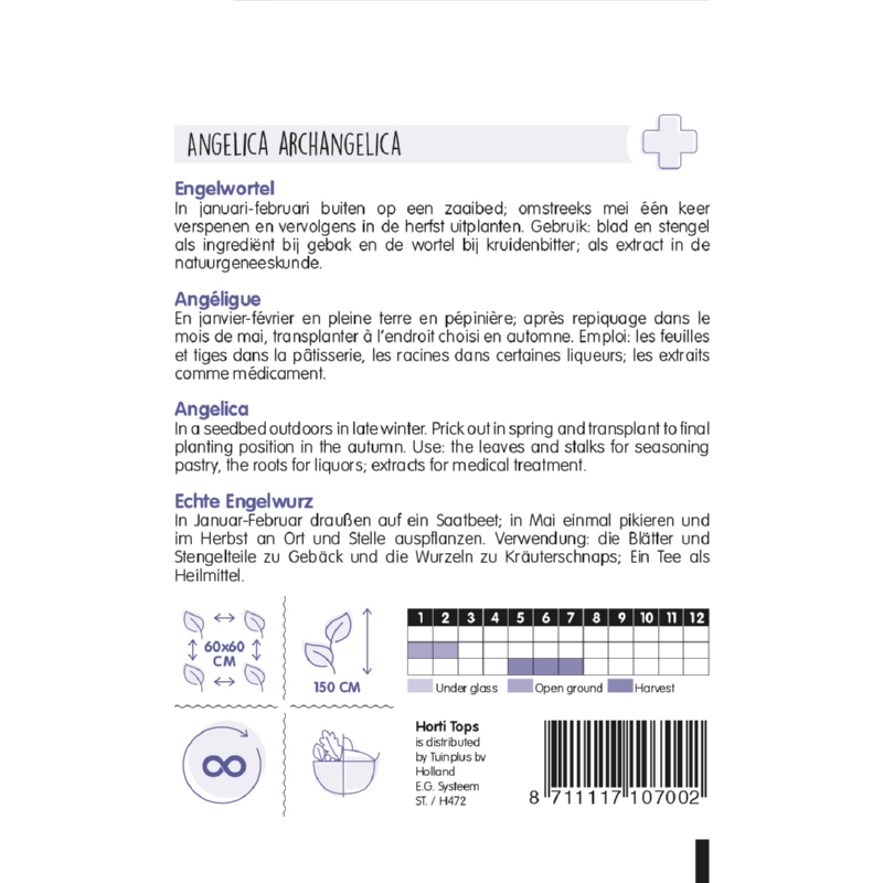 Horti Tops® Angelica Archangelica (Angelica)