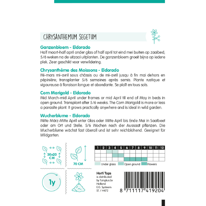 HT Chrysanthemum, Ganzebloem Eldorado Geel